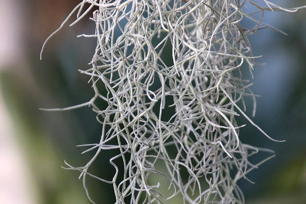 Barba de velho - Tillandsia usneoides