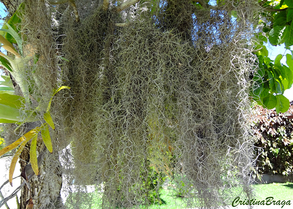 Barba de velho - Tillandsia usneoides