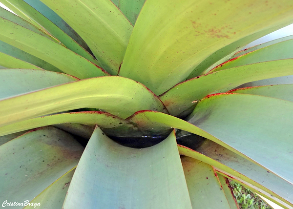 Bromélia Imperial - Alcantarea imperialis - Flores e Folhagens