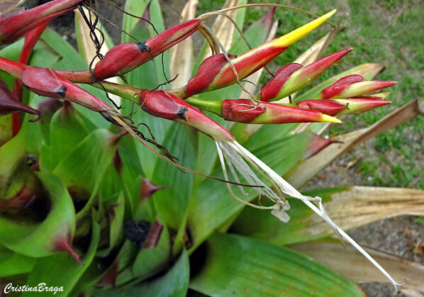 Bromélia Imperial - Alcantarea imperialis - Flores e Folhagens