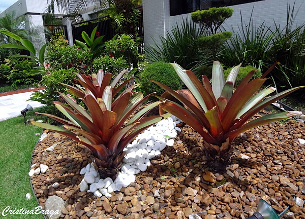 Bromélia Imperial - Alcantarea imperialis - Flores e Folhagens