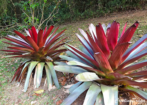 Bromélia Imperial - Alcantarea imperialis - Flores e Folhagens