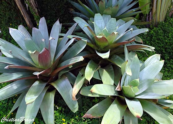 Bromélia Imperial - Alcantarea imperialis - Flores e Folhagens