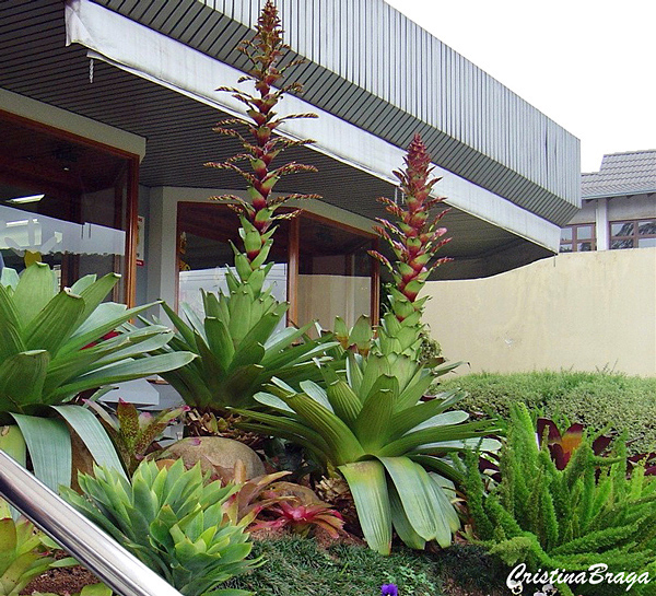 Bromélia Imperial - Alcantarea imperialis - Flores e Folhagens