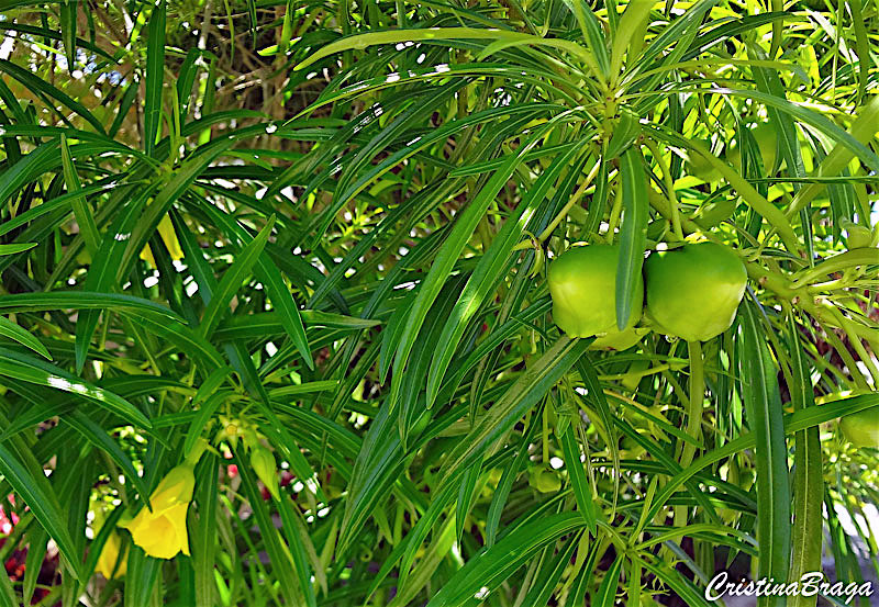 Chapeu de Napoleao - Thevetia peruviana