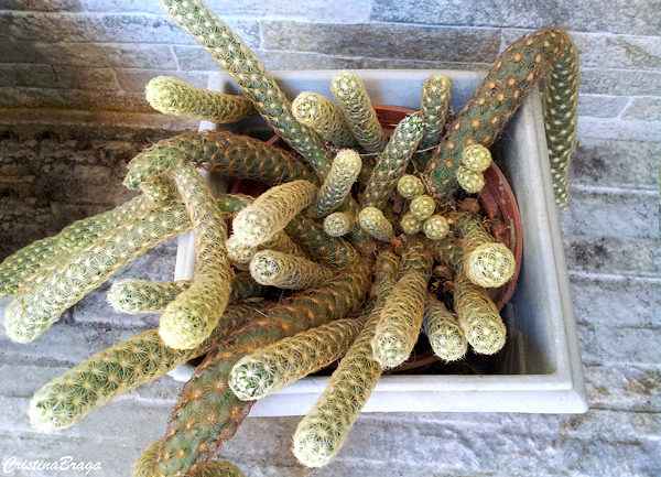 Dedo-de-dama - Mammillaria elongata