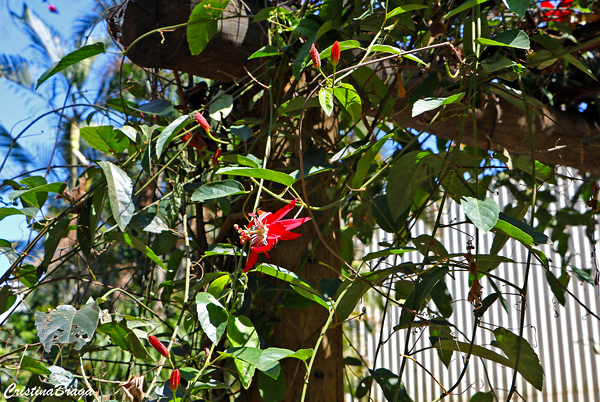 Estrela do Cerrado - Passiflora híbrida