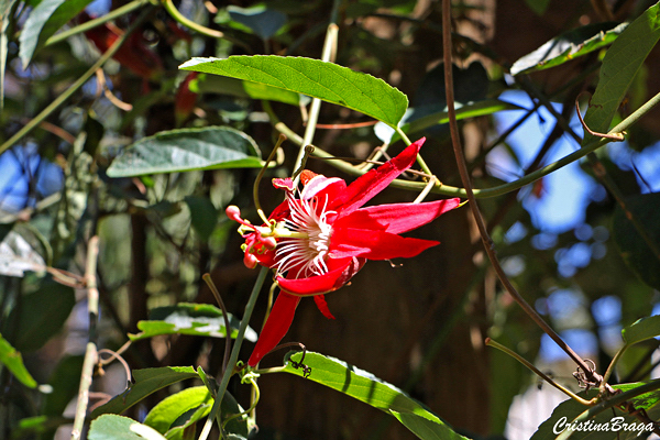 Estrela do Cerrado - Passiflora híbrida