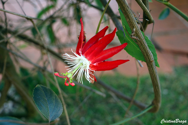 Estrela do Cerrado - Passiflora híbrida
