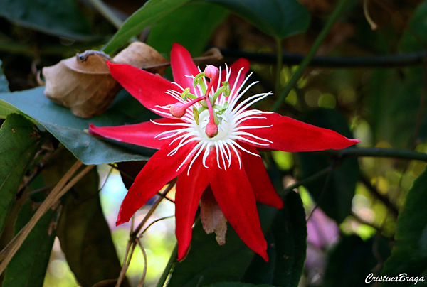 Estrela do Cerrado - Passiflora híbrida - Flores e Folhagens