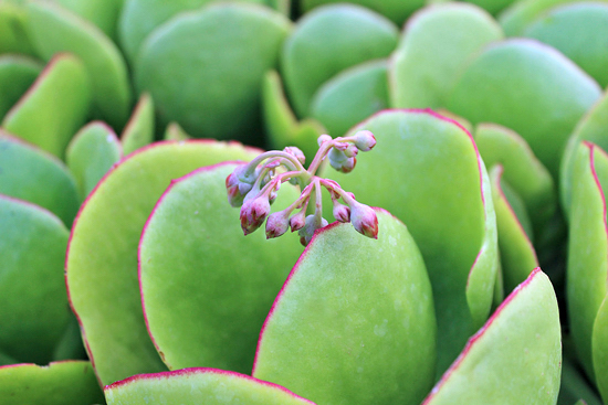 Orelha de elefante - Kalanchoe thyrsiflora - Flores e Folhagens