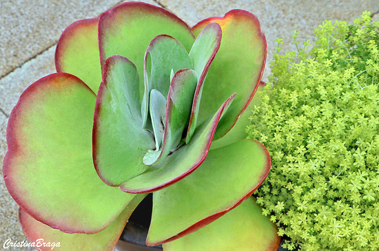 Orelha de elefante - Kalanchoe thyrsiflora