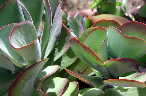 Orelha de elefante - Kalanchoe thyrsiflora - Flores e Folhagens