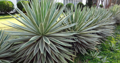 Tipos de Agave