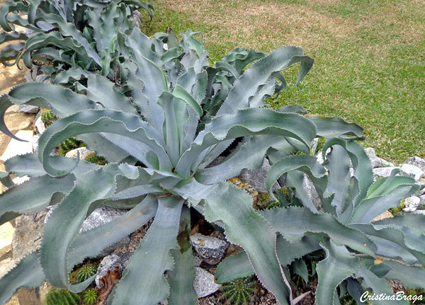 Tipos de Agave