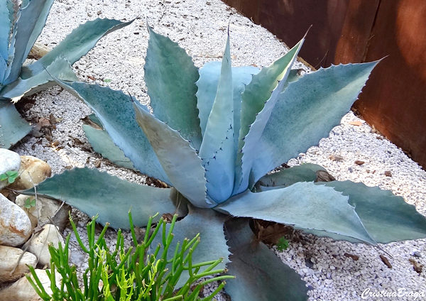 Tipos de Agave