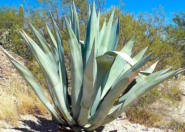 Tipos de Agave