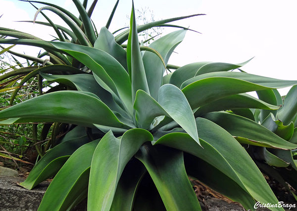 Tipos de Agave