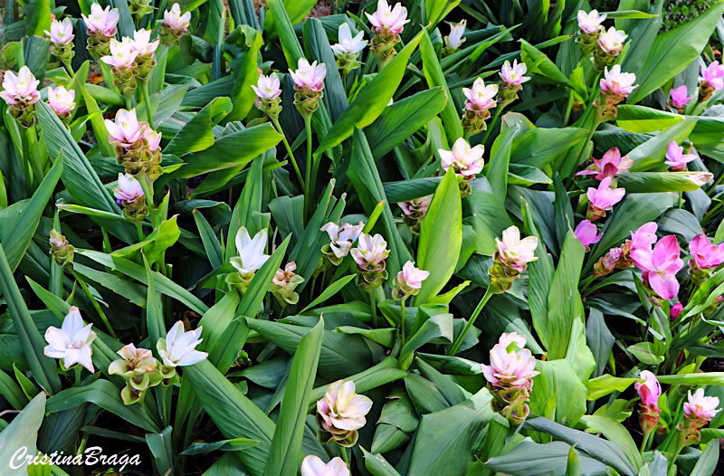 Açafrão da conchinchina - Curcuma alismatifolia - Flores e Folhagens