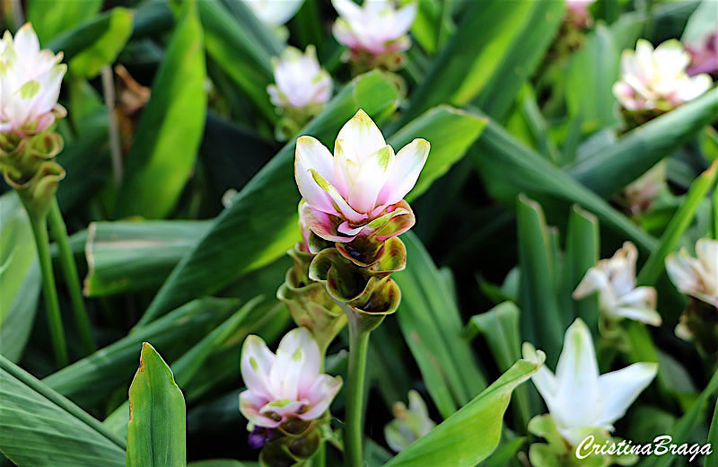 Açafrão da conchinchina - Curcuma alismatifolia - Flores e Folhagens