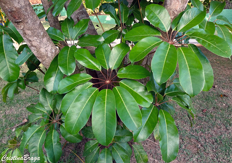 Árvore guarda-chuva - Schefflera actinophylla
