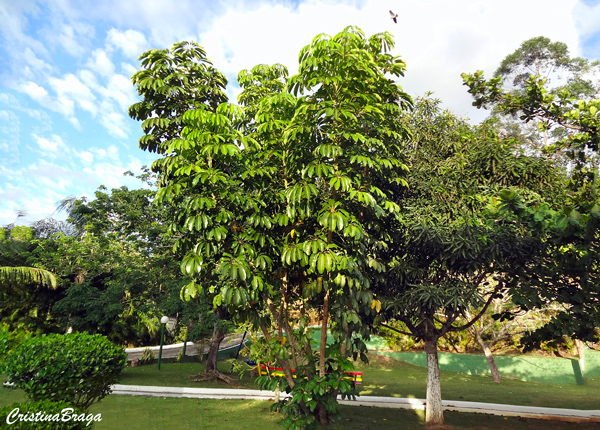 Árvore guarda-chuva - Schefflera actinophylla