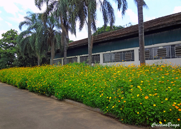 Cosmos amarelo - Bidens sulphurea