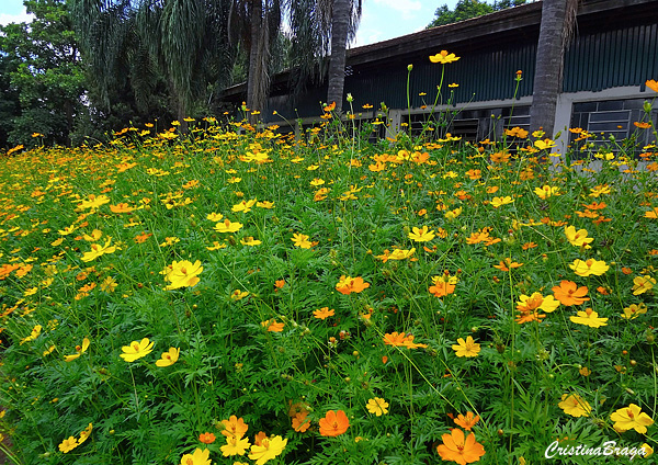 Cosmos amarelo - Bidens sulphurea