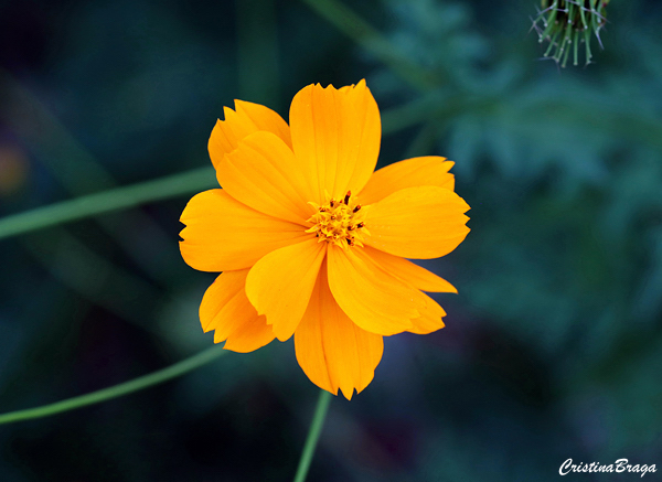 Cosmos amarelo - Bidens sulphurea