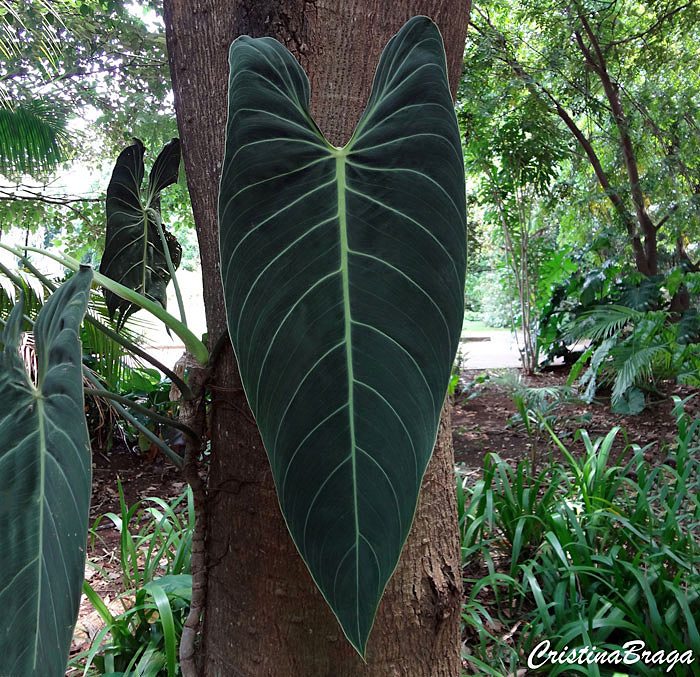 Filodendro Veludo - Philodendron melanochrysum