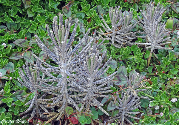 Flor da abissínia - Kalanchoe delagoensis