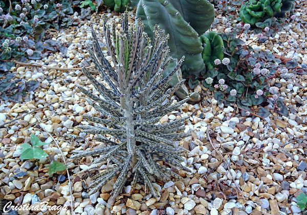 Flor da abissínia - Kalanchoe delagoensis