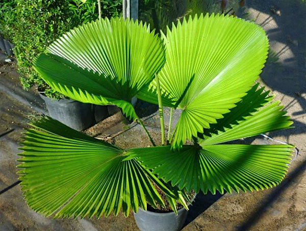 Palmeira leque - Licuala grandis