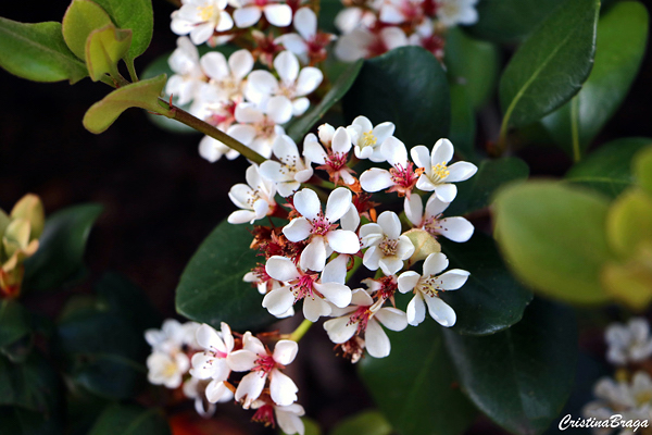 Rosinha da Índia - Rhaphiolepis umbellata