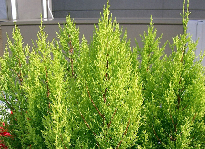 Tuia Holandesa - Cupressus macrocarpa