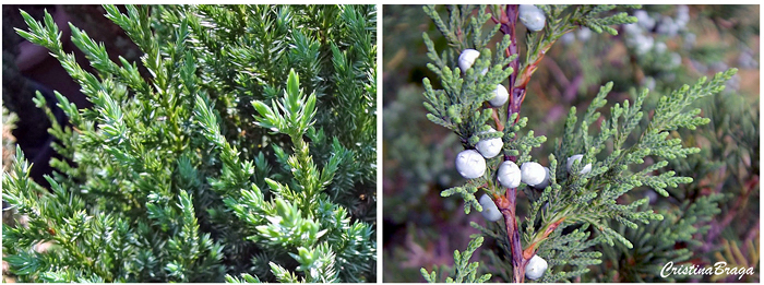 Tuia strickta – Juniperus chinensis Stricta