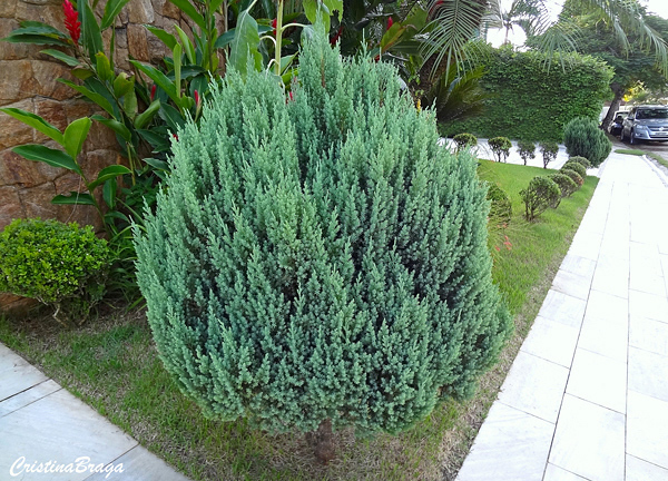 Tuia strickta – Juniperus chinensis Stricta