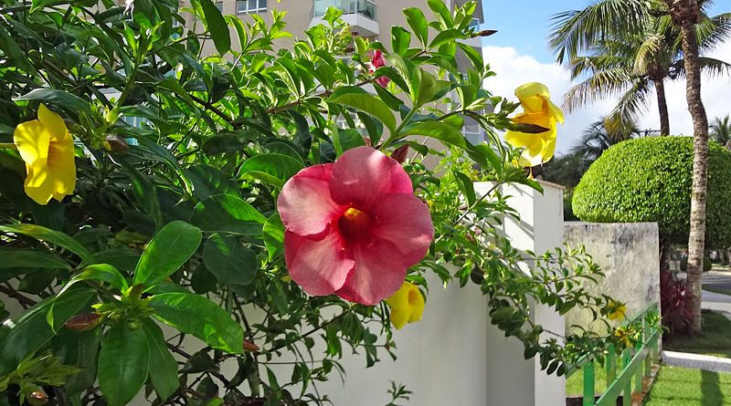 Alamanda roxa - Allamanda blanchetti - Flores e Folhagens