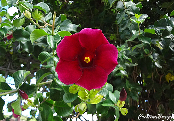 Alamanda vermelha - Allamanda blanchetti Violacea