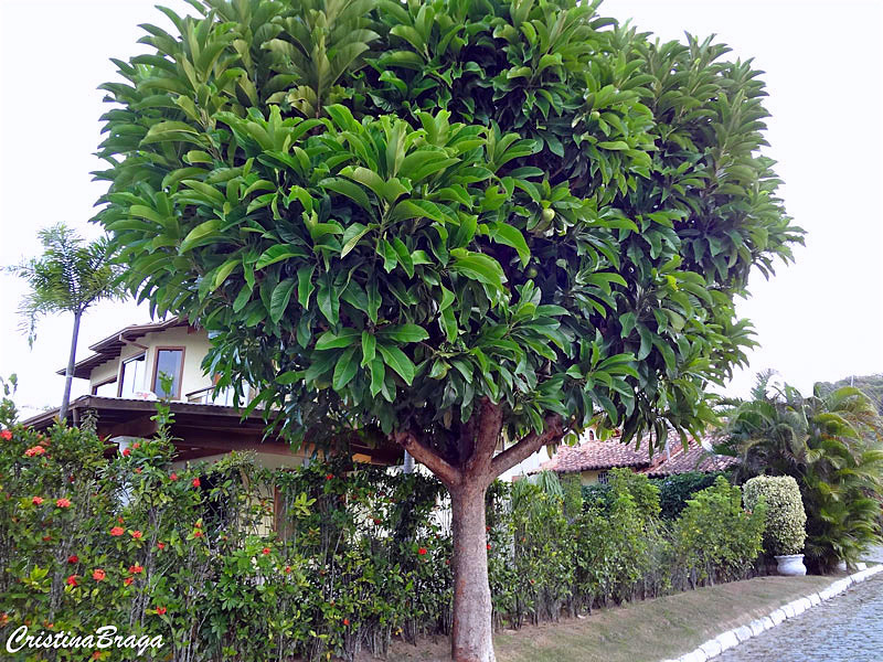 Árvore da Pataca - Dillenia indica