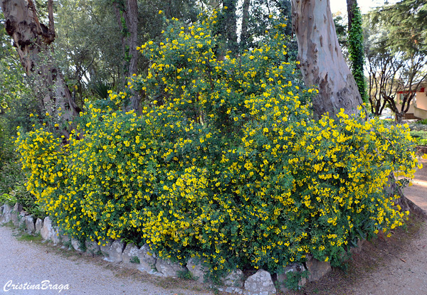 Coronilla glauca