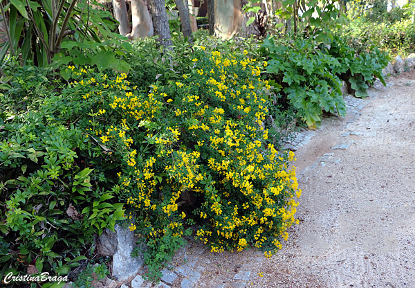 Coronilla glauca
