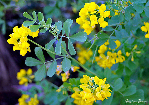 Coronilla glauca