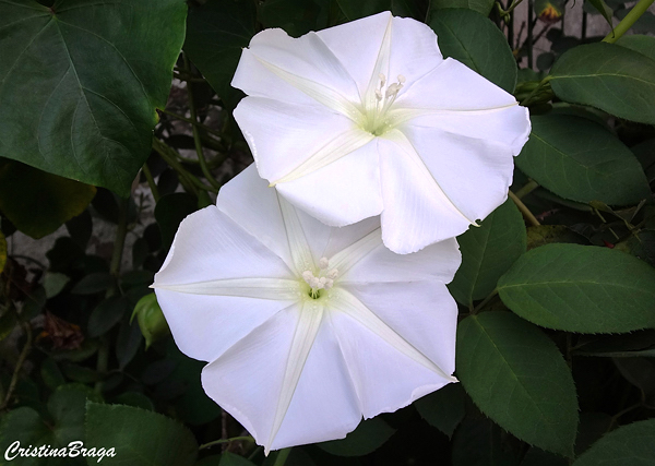 Dama da noite - Ipomoea alba