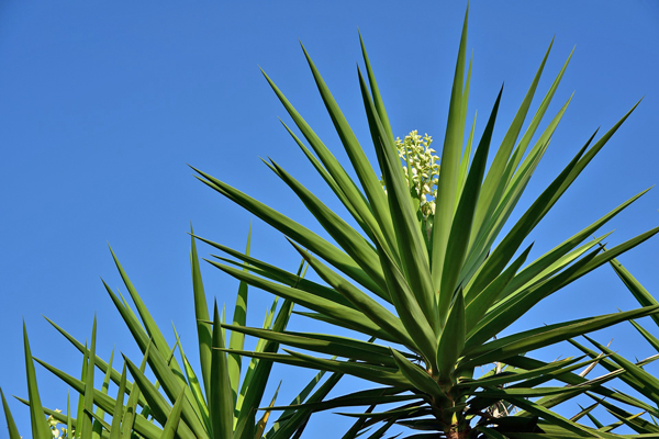 Iuca Elefante - Yucca elephantipes