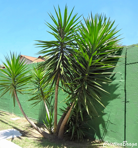 Iuca Elefante - Yucca elephantipes