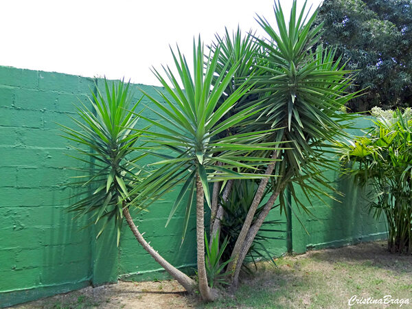 Iuca Elefante - Yucca elephantipes