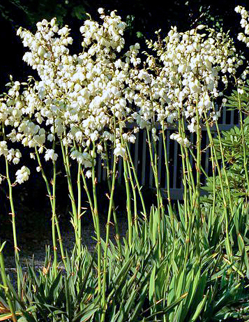 Iuca mansa - Yucca filamentosa