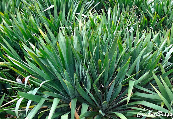 Iuca mansa - Yucca filamentosa