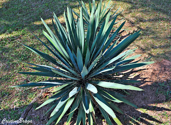 Iuca mansa - Yucca filamentosa